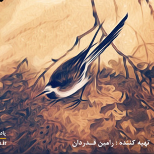 بیداد