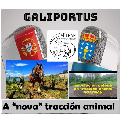 GLP T3X11 / A "nova" tracción animal- Actualidade