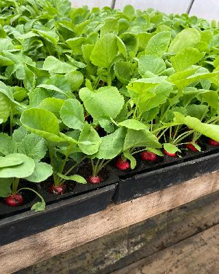 Episode 208 ”Organic Farming with Gerry Pattison” Farmer interview