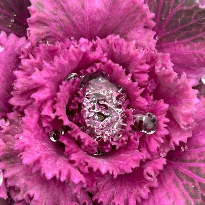 公園の朝散歩より688鳥のこえ 公園の朝散歩より688鳥のこえ