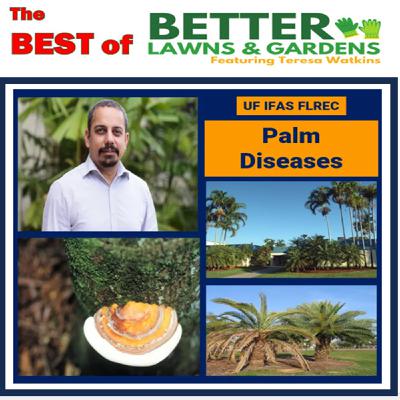 S2 Ep385: Better Lawns and Gardens - Hour 1 Palm Diseases - September 20, 2025