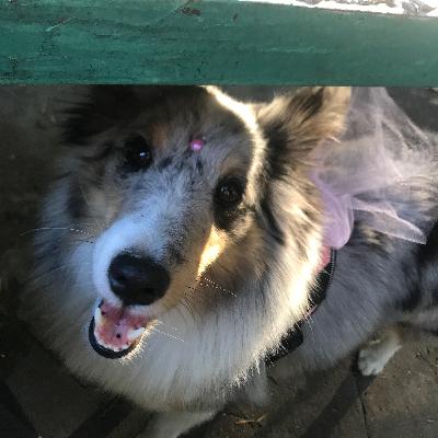 El AGILITY no es solo entrenar