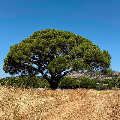 Vinos Naturales en Gredos Vinos Naturales en Gredos
