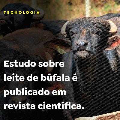 Estudo sobre leite de búfala é publicado em revista científica