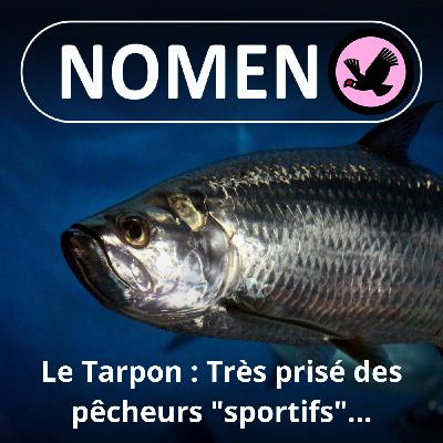 BEST OF D'ÉTÉ #19 : Le Tarpon, un hareng géant très prisé des pêcheurs "sportifs"…
