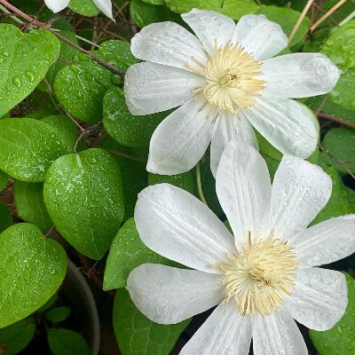 ＃5「これ、何の植物？」がわかる、おすすめアプリと愛読書①
