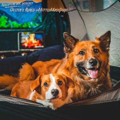 Sam and Dexter & Alfred @MittenMadePups