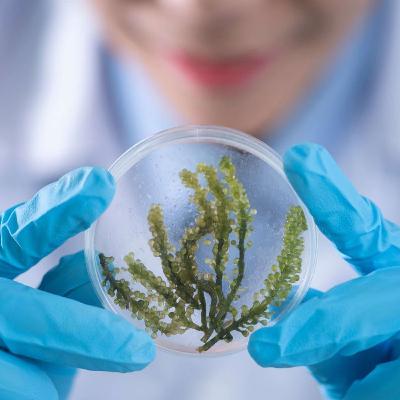 Episode 9- Mike Allen on Seagrass: A New Set of Lungs Episode 9- Mike Allen on Seagrass: A New Set of Lungs