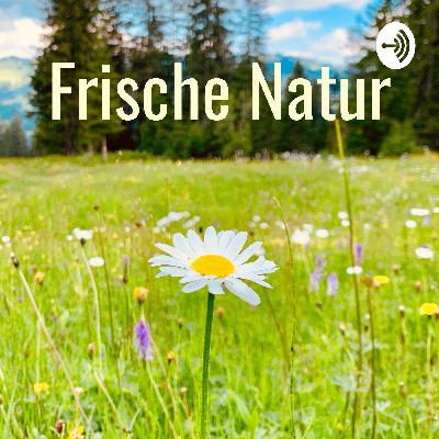 Wir sind bedroht! - Blauwal und Blutende Kröte