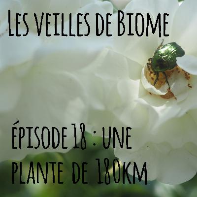 Les veilles de Biome - épisode 18 : une plante de 180 km