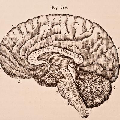 #6.6 Human Physiology - Hormones, Homeostasis, and Reproduction