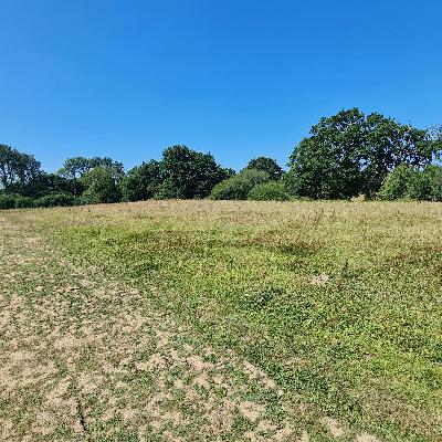 Sound Escape 232. Be lulled to sleep by the buzz of grasshoppers in a summer meadow