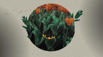 Gnade vertraut einem Überheblichen (Petrus) Gnade vertraut einem Überheblichen (Petrus)