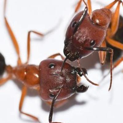 Red Carpenter ants