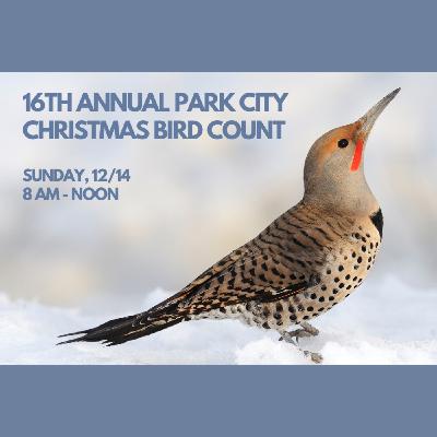 Local birder guides us through the Christmas bird count