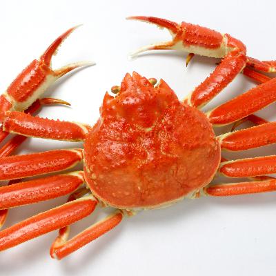 祝・解禁！今年はズワイガニが豊漁？年内で消える、このカニをまずは食べるべし！