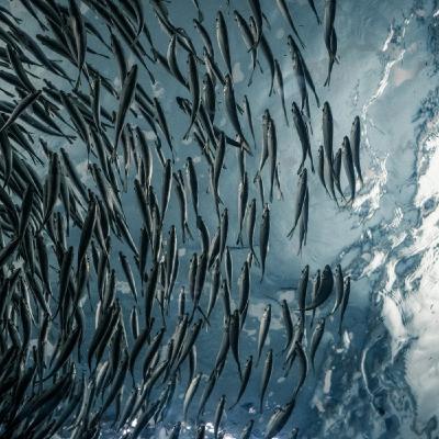 The Future of Social Rights - Social Rights as Property? Thinking with and beyond Robert Castel