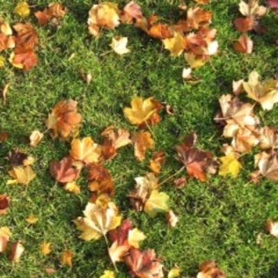 Papeles en el Bosque (Poesía)