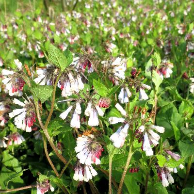 Stepping Stones and New Beginnings - Rewilder Permaculture