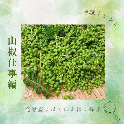 #聴くレシピ 山椒仕事編 #聴くレシピ 山椒仕事編