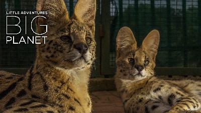Rescued wild cats get a second chance