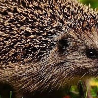 Naturefile - Hedgehogs