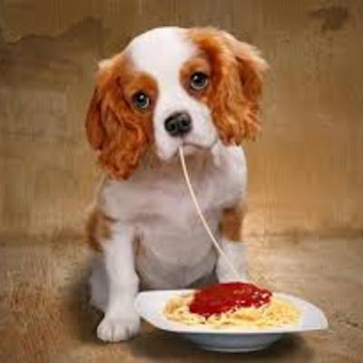 COMIDA BOA PRA CACHORRO