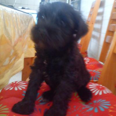 T2-E8: Perros Legendarios 🐶