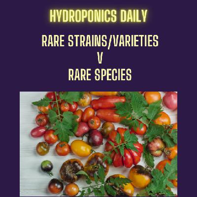 Extinct Tomatoes & Why Species Matter More Than Varieties