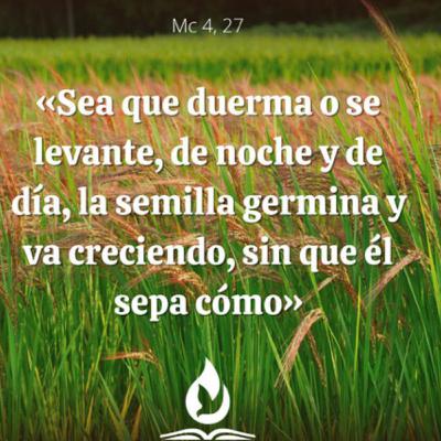 Evangelio del Viernes 30 de Enero. Marcos 4,26-34.