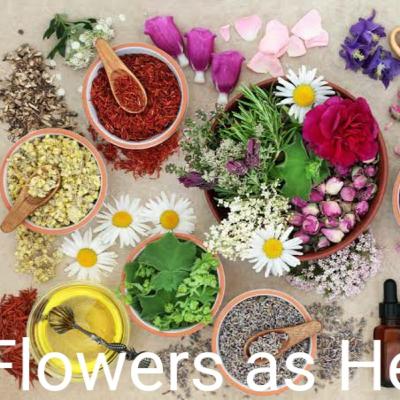 Flowers as Healers. Flower Therapy. Flower Remedies. Indian Flower remedies. पुष्प चिकिस्ता