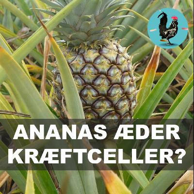 #240: Frugten der spiser dig, mens du spiser den