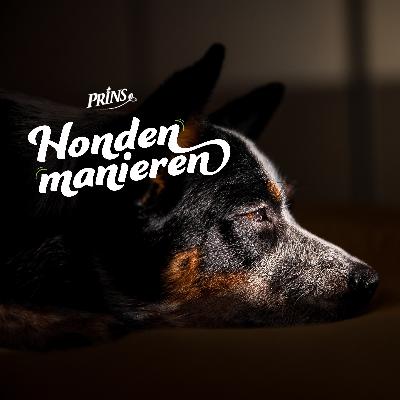 Afl. 23: Special: Wat kun jij doen voor je hond tijdens oud en nieuw?
