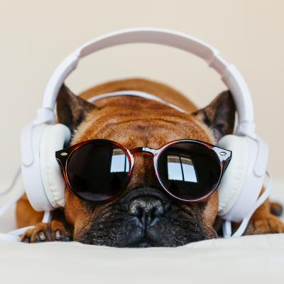 Papo Pet Agrosolo: Pulgas