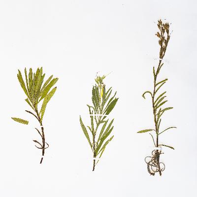 Аномально тёплая зима Аномально тёплая зима