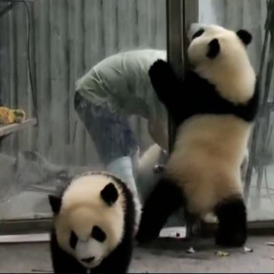 Ep. 47 - Hilarious Animals Escaping, But Not The Camera (Video Commentary) Ep. 47 - Hilarious Animals Escaping, But Not The Camera (Video Commentary)