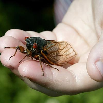 Tập 13 Mùa săn ve trên đảo