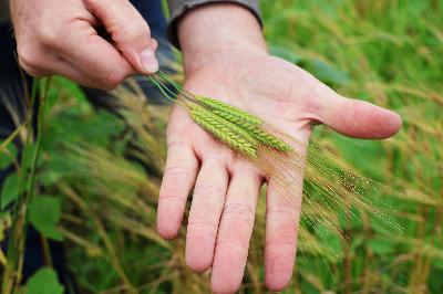 Ear to the Ground 379: Proclaim Your Grain