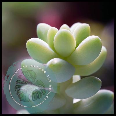 EP88-Plant Chat: Landscaping and Lava Lamps
