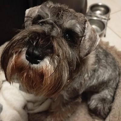 Nadandiya - собака