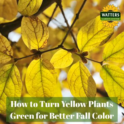 🌿How to Turn Yellow Plants Green for Better Fall Color