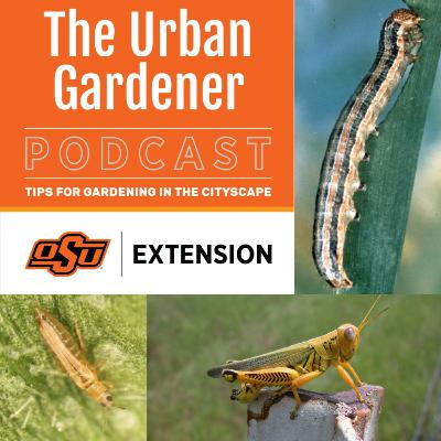 Episode 53: What's Bugging You?