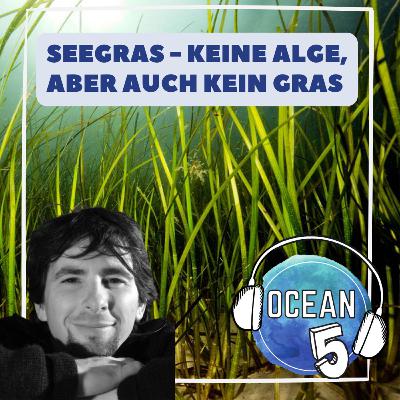 #MeerKlima 3: Seegras - Keine Alge, aber auch kein Gras - mit Philipp Schubert