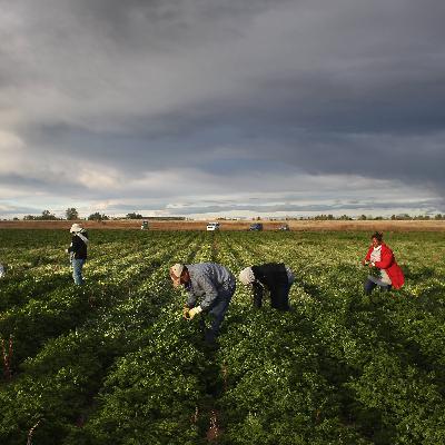 The migrant workforce under Trump