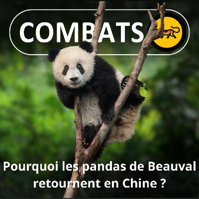 S05E33 Les dessous du retour des pandas du zoo de Beauval en Chine S05E33 Les dessous du retour des pandas du zoo de Beauval en Chine