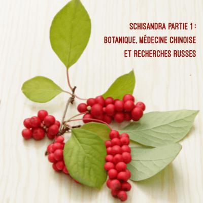 Schisandra partie 1 - botanique, médecine chinoise et recherches russes