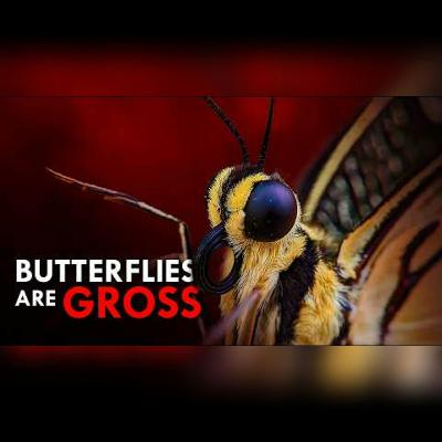 Butterflies: Their Surprising Dark Side