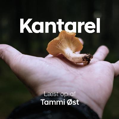 Kantarel jagt Kantarel jagt