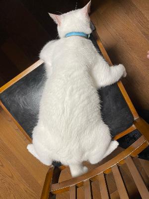 #1738 ポンコツの見分け方 from Radiotalk