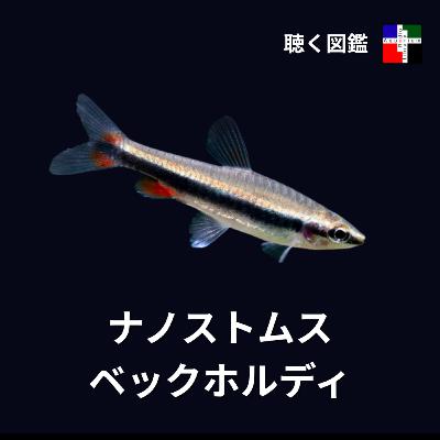 見えない多様性:ペンシルフィッシュが隠す絶滅の危機 見えない多様性:ペンシルフィッシュが隠す絶滅の危機